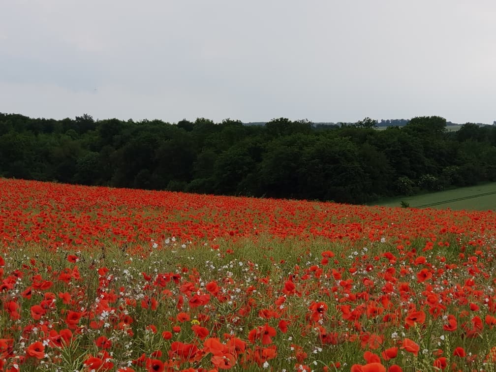 Champ de coquelicot